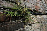 Click to see YDE-EOS-RPb_IMG_0028.JPG