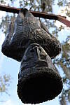 Click to see YDE-EOS-RPb_IMG_0153.JPG
