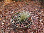 Click to see YIMG_1686-MINIATURE.JPG