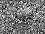 Click to see YIMG_1692-MONOCHROME.JPG