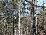 Click to see YIMG_2092-f4-tele.JPG
