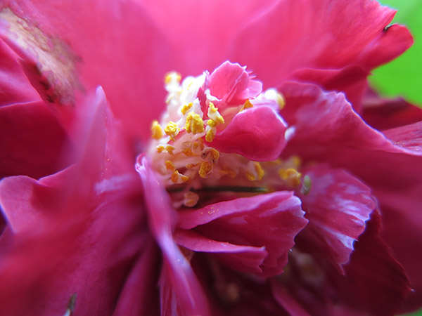 Canon G16 Review - Gallery Image