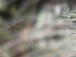 Canon G16 Review - Background Defocus Close-Up