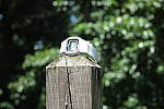 Click to see YIMG_1472-f56.JPG