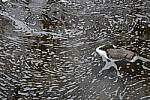 Click to see YIMG-1541.JPG