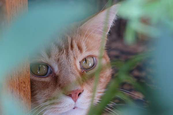 Canon G1X III Review: Field Test -- Gallery Image