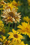 Click to see YIMG_0321.JPG