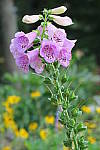 Click to see YIMG_0325.JPG