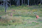 Click to see YIMG_0373.JPG