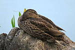 Click to see YIMG_0395.JPG