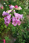 Click to see YIMG_0410.JPG