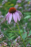 Click to see YIMG_0437.JPG