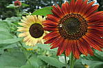 Click to see YIMG_0939.JPG