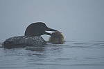 Click to see YIMG_0960.JPG