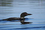 Click to see YIMG_1037.JPG