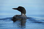 Click to see YIMG_1043.JPG