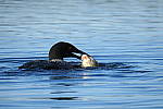 Click to see YIMG_1056.JPG
