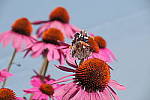 Click to see YIMG_1065.JPG