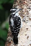 Click to see YIMG_1112.JPG