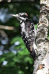 Click to see YIMG_1119.JPG