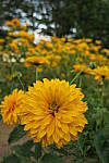 Click to see YIMG_1150.JPG