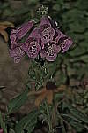 Click to see YIMG_1177.JPG
