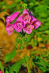 Click to see YIMG_1179.JPG