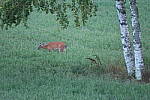 Click to see YIMG_1230.JPG