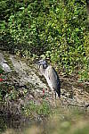 Click to see YIMG_1234.JPG