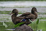 Click to see YIMG_1261.JPG