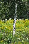 Click to see YIMG_1269.JPG