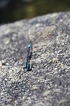 Click to see YIMG_1292.JPG