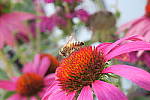 Click to see YIMG_1363.JPG
