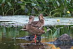 Click to see YIMG_1413.JPG