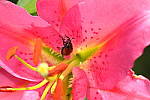 Click to see YIMG_1460.JPG