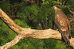 Click to see YIMG_1542.JPG