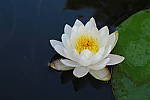Click to see YIMG_1568.JPG