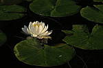 Click to see YIMG_1588.JPG