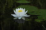 Click to see YIMG_1612.JPG