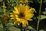Click to see YIMG_1796-CF-HDR-natural.JPG