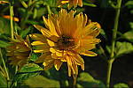 Click to see YIMG_1797-CF-HDR-art-std.JPG