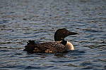 Click to see YIMG_1875.JPG