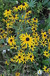 Click to see YIMG_1932-ISO200.JPG