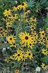 Click to see YIMG_1934-ISO800.JPG