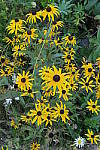 Click to see YIMG_1935-ISO1600.JPG