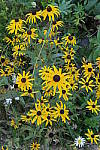 Click to see YIMG_1936-ISO3200.JPG