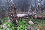 Click to see YIMG_1998.JPG
