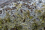 Click to see YIMG_2023.JPG