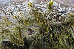 Click to see YIMG_2033-f8.JPG