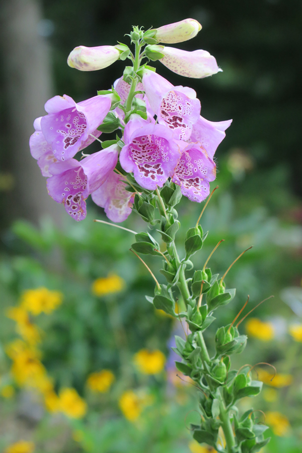 Canon PowerShot G3 X Field Test -- Gallery Image